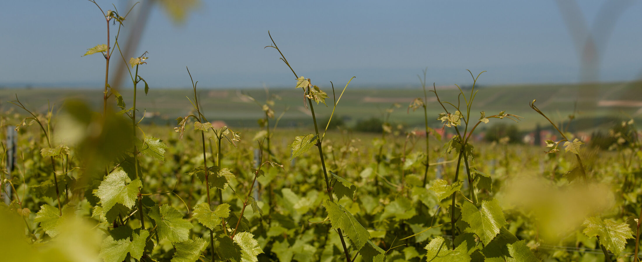 Weingut Thomas-Rüb